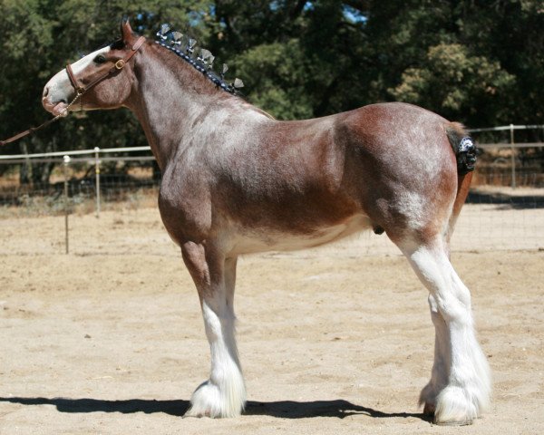 Pferd Boulder Bluff Prince Edward (Clydesdale, 2003, von Windy Ridge Prince Charles)