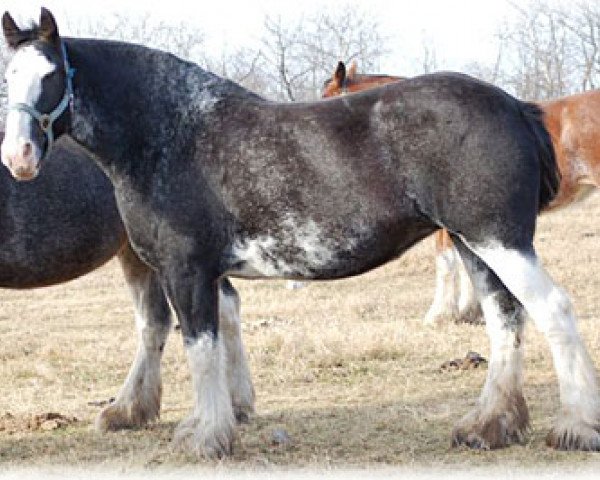 broodmare Boulder Bluff Polly (Clydesdale, 2005, from Joseph Lake's Geronimo)