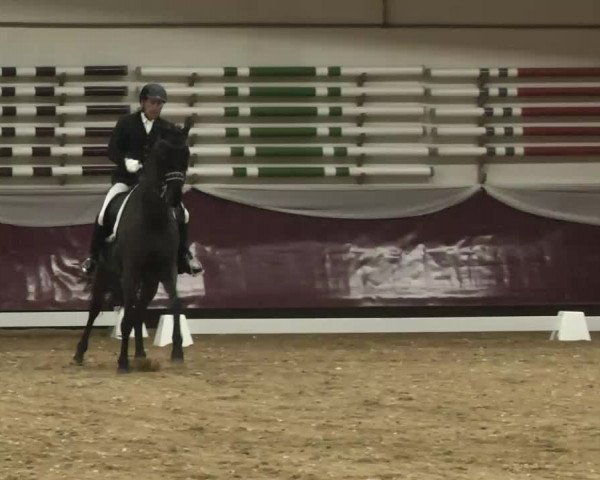 Dressurturnier Eicherloh - Laurent 2016