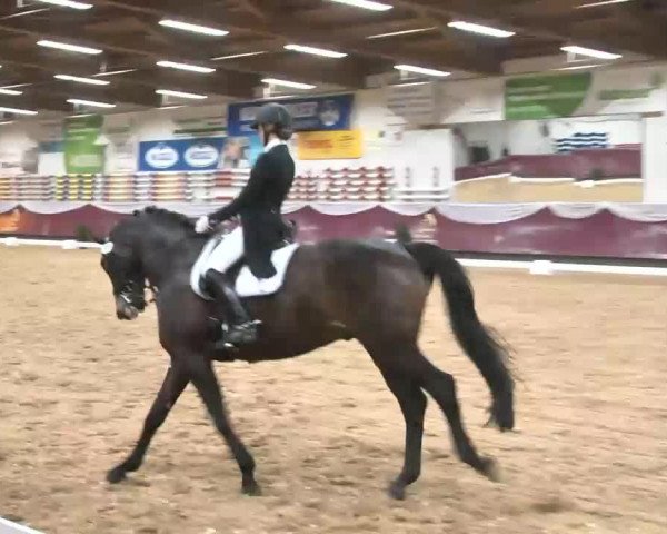 Dressurturnier Eicherloh - Laurent 2016