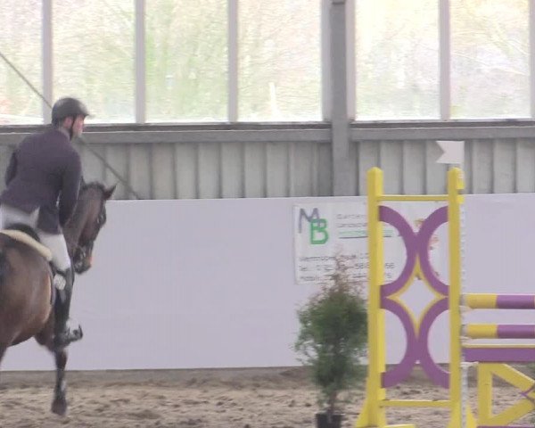 Hallenspringturnier Greven 2016