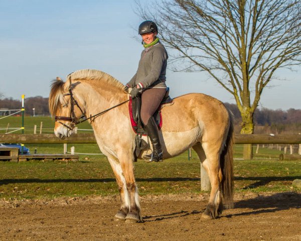broodmare Ilvie (Fjord Horse, 2014, from Inrico)