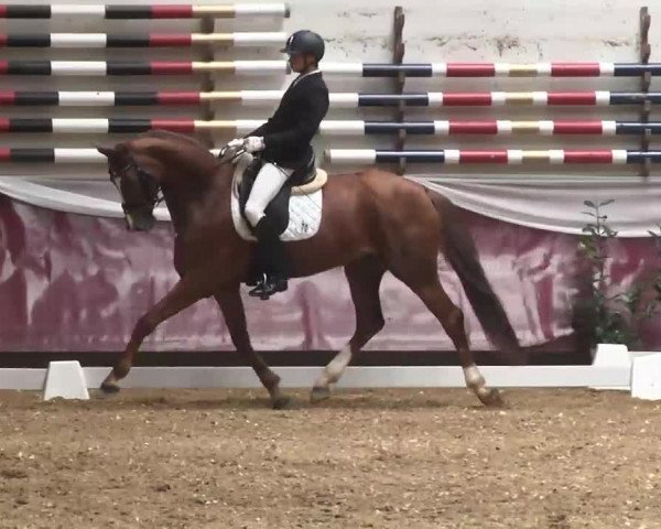 Dressurturnier Eicherloh - Laurent 2016