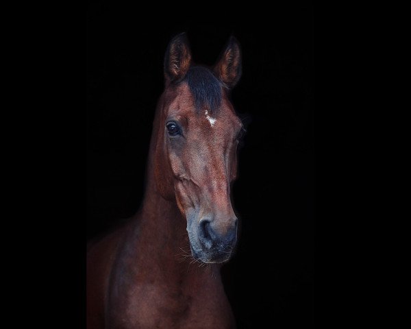 jumper Giorgio Armani 11 (Hanoverian, 2003, from Grand Cru)
