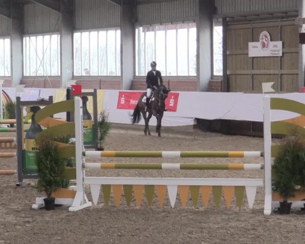 Hallenspringturnier Greven 2016