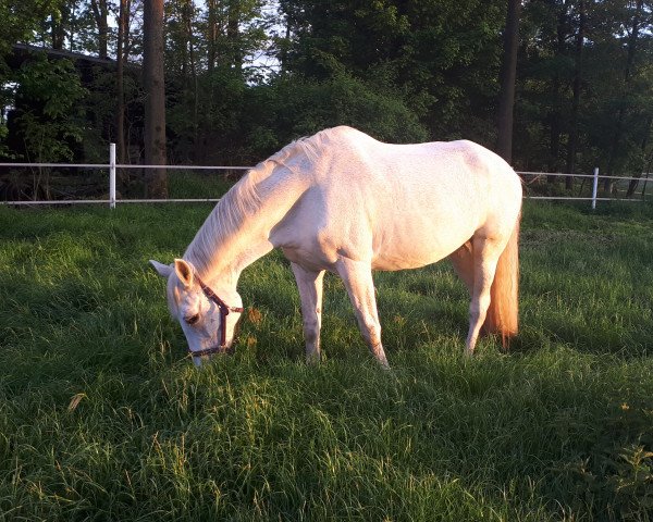 broodmare Footloose W (Westphalian, 2003, from Fürst Piccolo) broodmare Footloose W (Westphalian, 2003, from Fürst Piccolo)