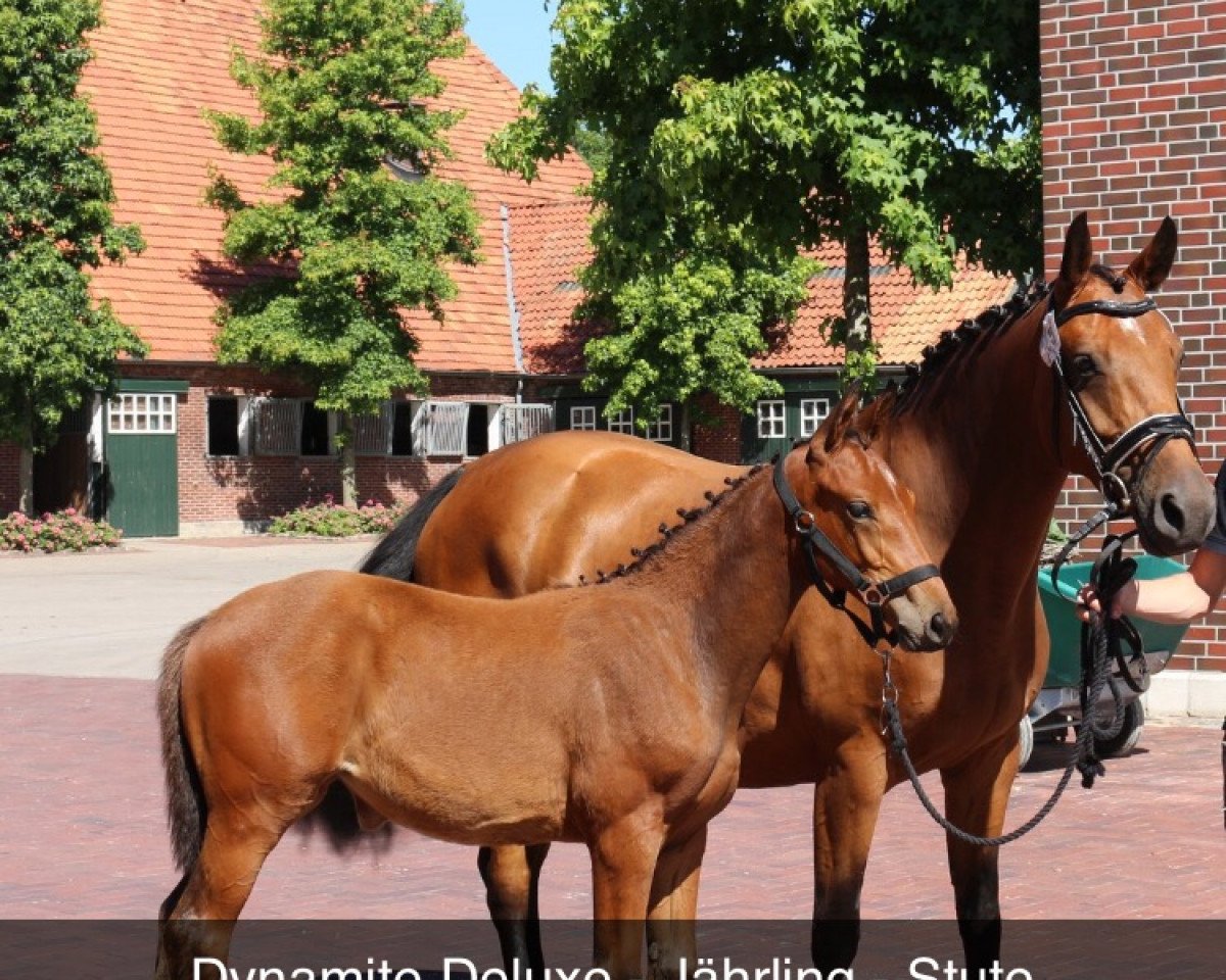 jumper Dynamite Deluxe 10 (Oldenburg show jumper, 2018, from Diamant de Plaisir 178 FIN)
