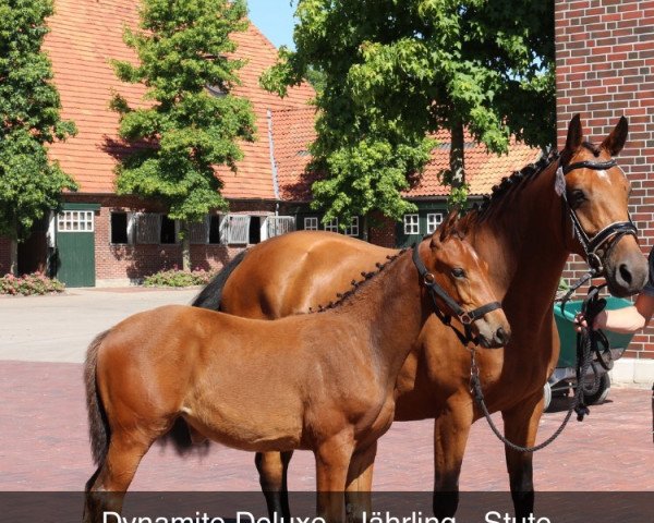 jumper Dynamite Deluxe 10 (Oldenburg show jumper, 2018, from Diamant de Plaisir 178 FIN)