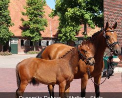 jumper Dynamite Deluxe 10 (Oldenburg show jumper, 2018, from Diamant de Plaisir 178 FIN)