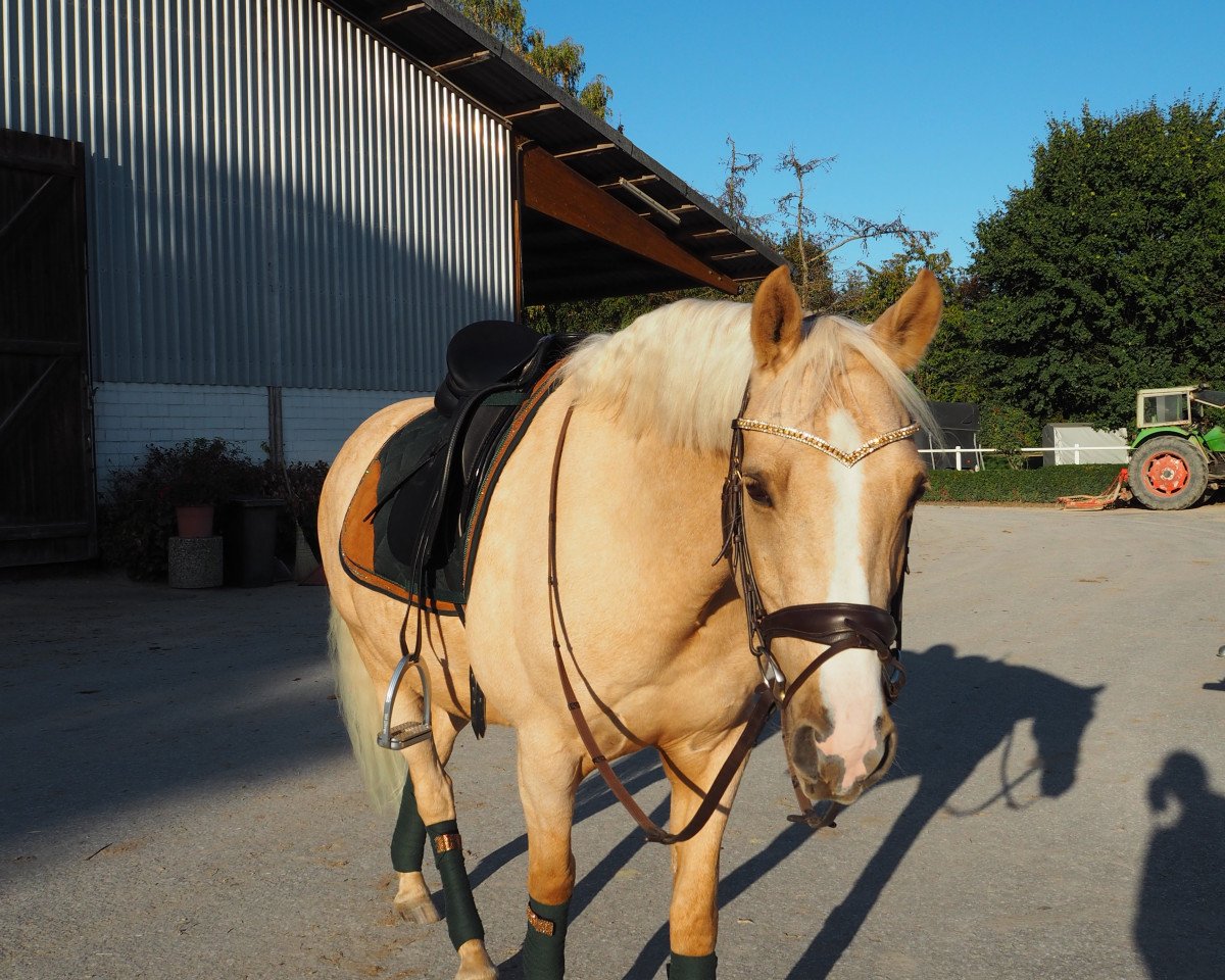 Cavallo da Dressage Chico Belisimo (Pony da Sella Tedesco, 2012, di FS Champion de Luxe)