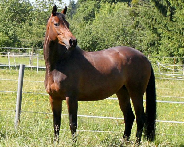 broodmare Palanga (Trakehner, 2008, from Kaiserkult TSF) broodmare Palanga (Trakehner, 2008, from Kaiserkult TSF)