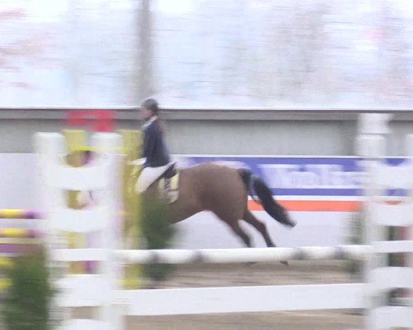 Hallenspringturnier Greven 2016