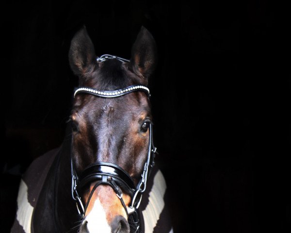 Dressurpferd Sandalo (Hannoveraner, 2008, von Stalypso)