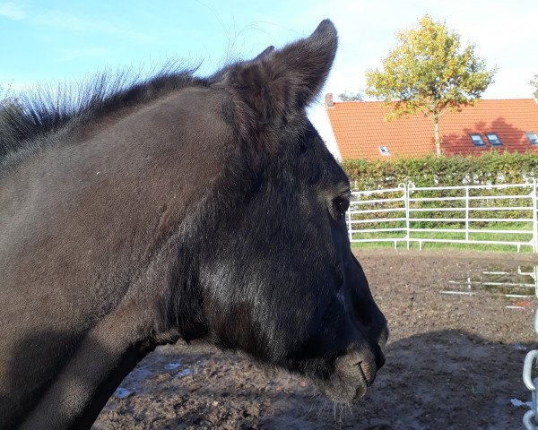 dressage horse Mannulus (German Riding Pony, 2001, from Maestro)