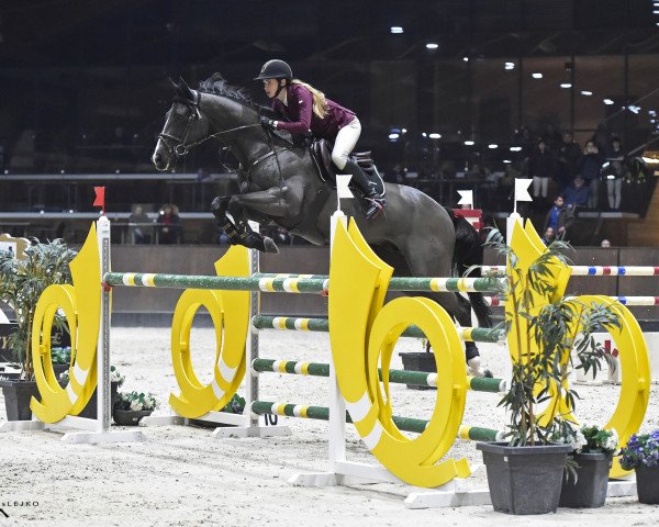 stallion Quinn van de Heffinck (Westphalian, 2007, from For Pleasure) stallion Quinn van de Heffinck (Westphalian, 2007, from For Pleasure)
