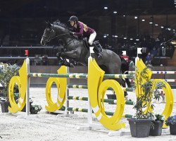 stallion Quinn van de Heffinck (Westphalian, 2007, from For Pleasure)