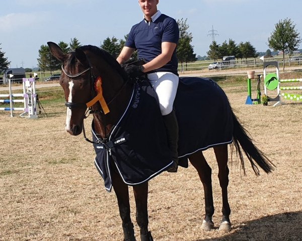 jumper West Virginia 73 (Hanoverian, 2007, from Wolkentanz I)