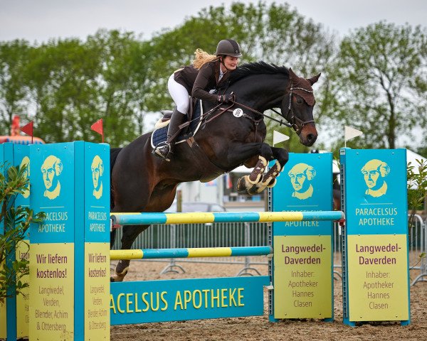 jumper Constantin (Hanoverian, 2008, from Contendro I)