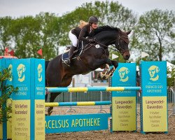 jumper Constantin (Hanoverian, 2008, from Contendro I)