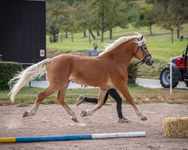 stallion Wito (5,86% ox) (Edelbluthaflinger, 2016, from Weritano (4,69% ox))