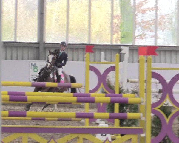 Hallenspringturnier Greven 2016