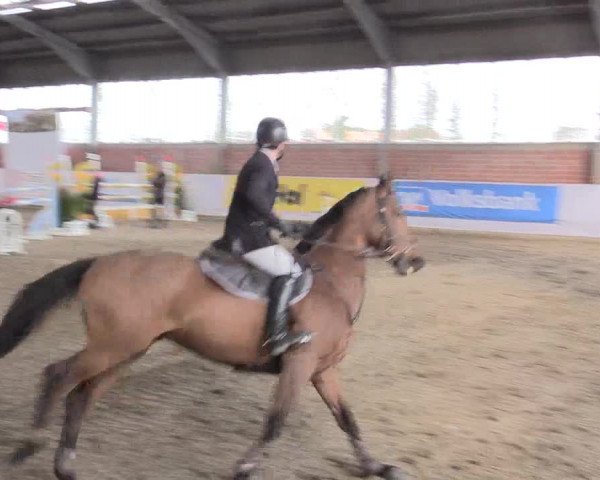 Hallenspringturnier Greven 2016