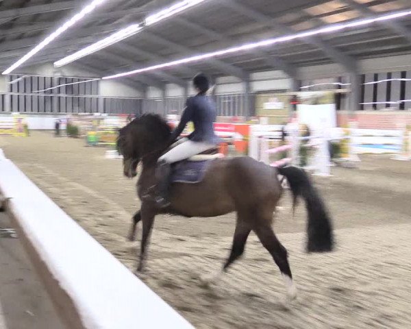 Hallenspringturnier Greven 2016