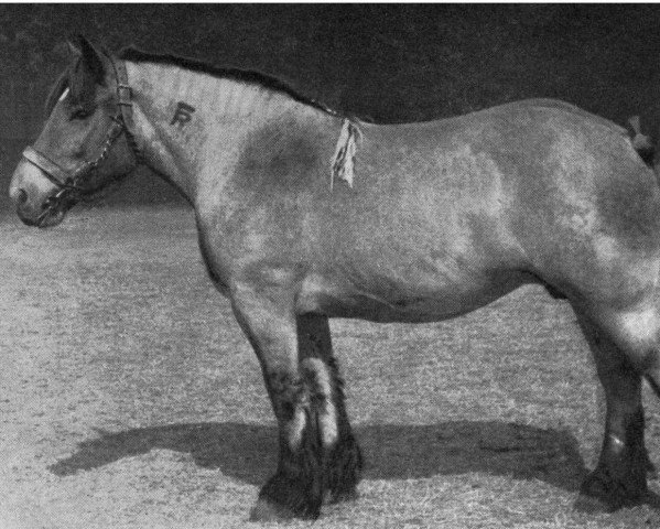broodmare Thea von Neulohoff (H) 41207 (Rhenish-German Cold-Blood, 1948, from Gammon RS 2975)