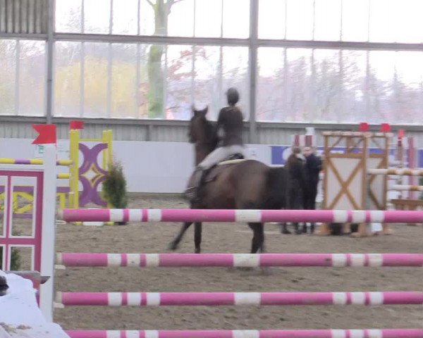 Hallenspringturnier Greven 2016