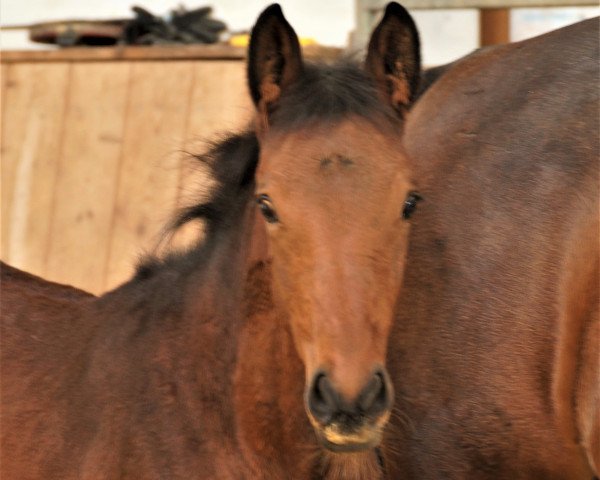 broodmare Espinoza (Westphalian, 2019, from Canoso)