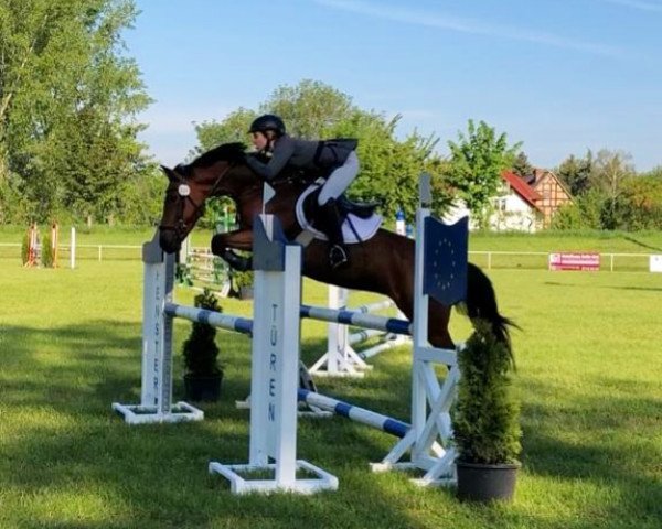 broodmare Pina Colada (German Riding Pony, 2011, from Bon Jovi)