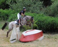 jumper Nogger Boy (German Riding Pony, 2007, from No Limit 30)
