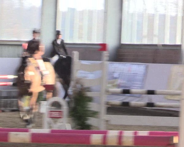 Hallenspringturnier Greven 2016