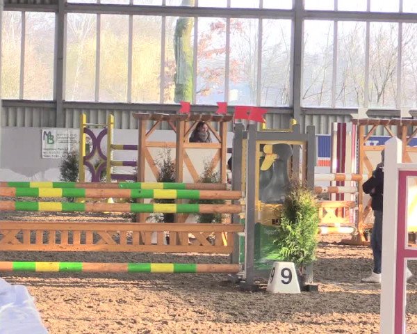 Hallenspringturnier Greven 2016