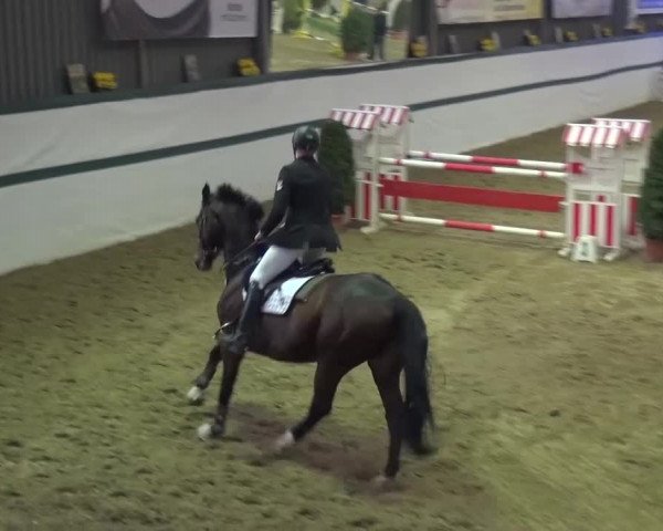 Reitturnier Monheim - Gut Blee 2016