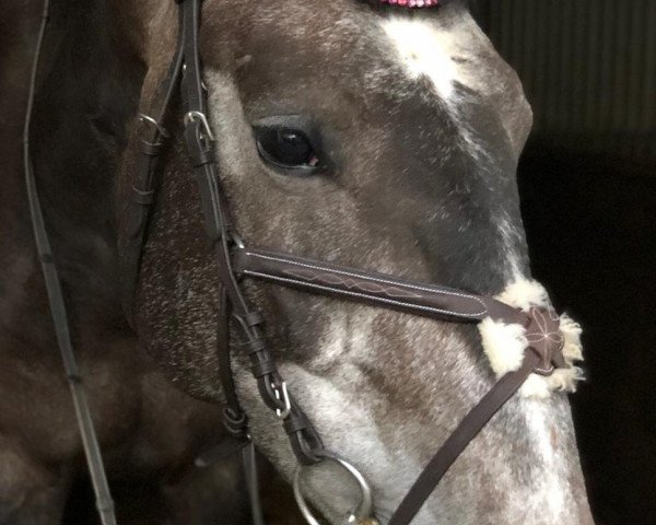 jumper Carella W (German Sport Horse, 2015, from Col's Cornet W)
