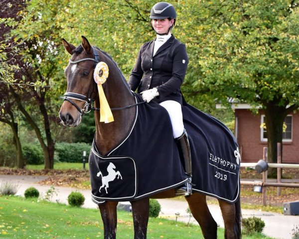 dressage horse Turmalino K (Oldenburg, 2013, from Tailormade Temptation)