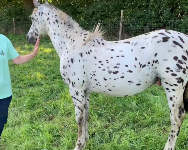 Deckhengst Raffelsbrander Confetti (Knabstrupper, 2018, von Raffelsbrander Captain Peanut)