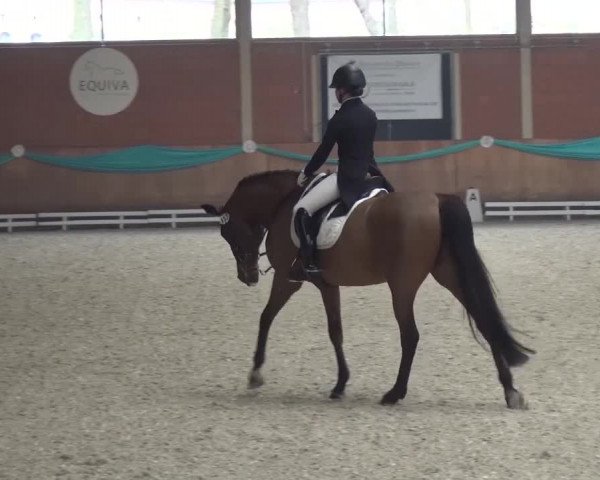 EQUIVA Dressur-Gala 2016