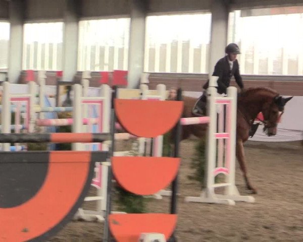 Hallenspringturnier Greven 2016