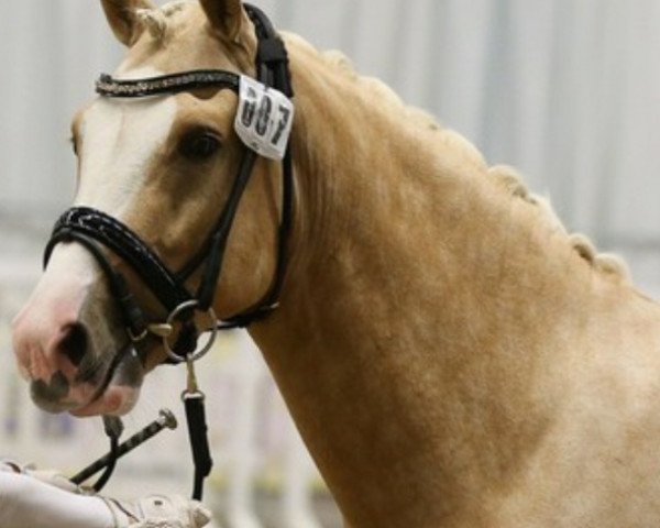 stallion Can Win J (German Riding Pony, 2015, from Can Dance 3)
