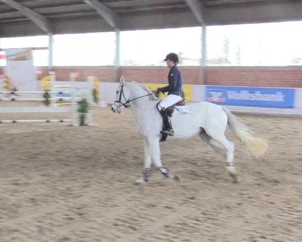 Hallenspringturnier Greven 2016
