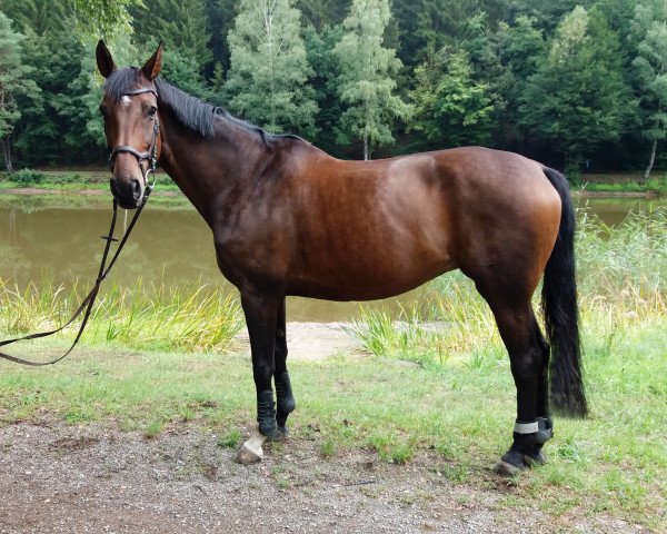 Pferd Savoir Vivre v.B. (Zweibrücker, 2009, von Potomac 4) Pferd Savoir Vivre v.B. (Zweibrücker, 2009, von Potomac 4)