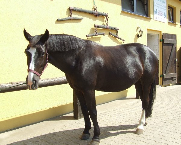 broodmare Steffi (Elkan) (Sachs-door. Heavy Warmbl., 1983, from Elkan Mo 1239) broodmare Steffi (Elkan) (Sachs-door. Heavy Warmbl., 1983, from Elkan Mo 1239)