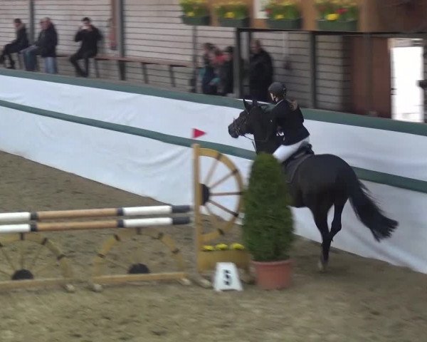 Reitturnier Monheim - Gut Blee 2016