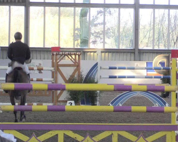 Hallenspringturnier Greven 2016