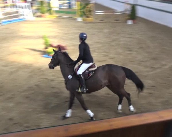 Reitturnier Monheim - Gut Blee 2016