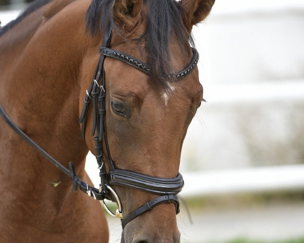 Pferd Landino US (Deutsches Reitpferd, 2016, von Landjano)