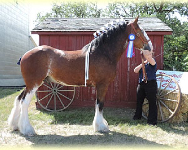 horse Boulder Bluff Knight (Clydesdale, 2010, from Towerview Major Attraction)