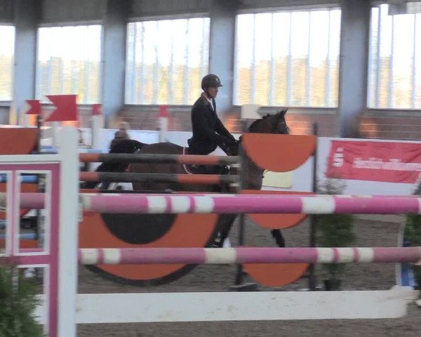Hallenspringturnier Greven 2016